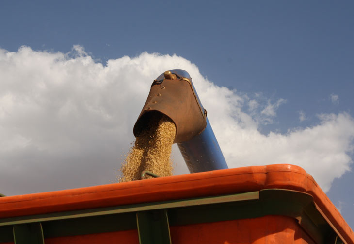 Com baixos preços do milho, área de soja deve crescer 5% no país na safra 2014/2015