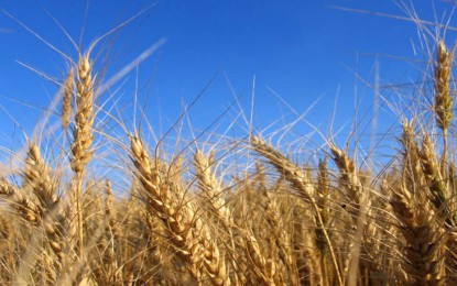Perda média do trigo no município de Ijuí já está entre 35 e 40%