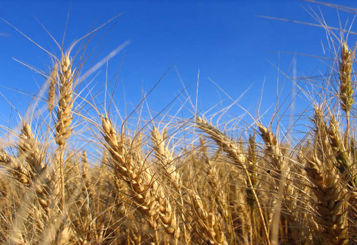 RS solicita ao Mapa inclusão de 50 mil/t de trigo gaúcho em leilão dia 21