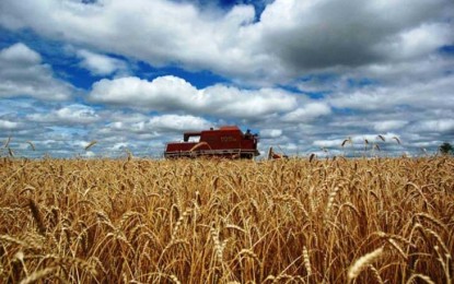 Governo federal vai avaliar custos de produção do trigo no Rio Grande do Sul para elevar preço mínimo