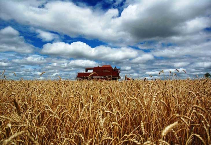 Governo federal vai avaliar custos de produção do trigo no Rio Grande do Sul para elevar preço mínimo