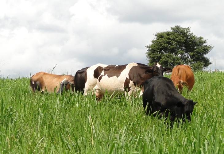 Pastagens cultivadas com azevém é uma boa alternativa para o inverno