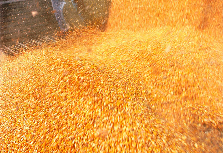Safra nos Estados Unidos reduz preço do milho no mercado interno