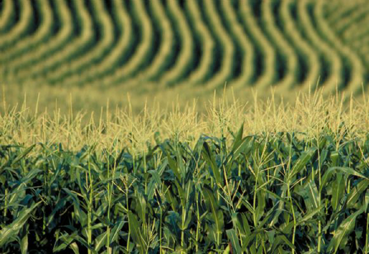 Governo prevê avanço de 1% no valor da produção agropecuária em 2014