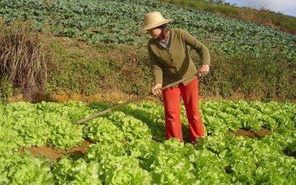 Agricultura familiar ocupa 30% da área rural da capital gaúcha