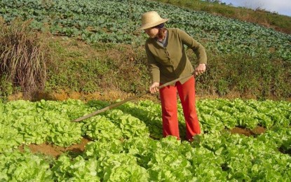 Agricultura familiar produz cerca de 70% dos alimentos do mundo