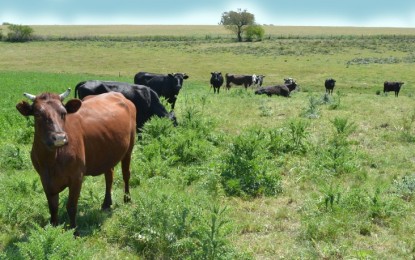 Clima seco é propício para eliminar parasitas no rebanho