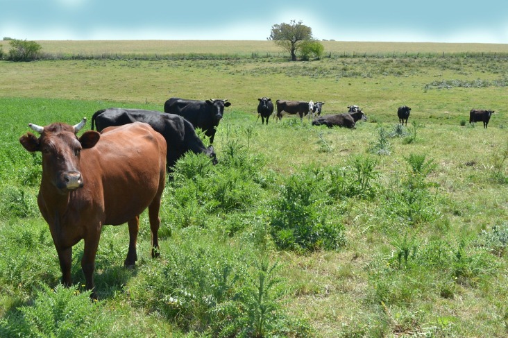 Clima seco é propício para eliminar parasitas no rebanho