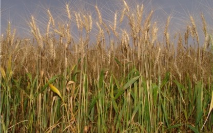 Clima úmido prejudica as plantações de trigo no Rio Grande do Sul