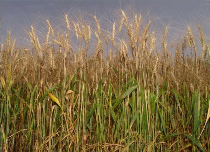 Clima úmido prejudica as plantações de trigo no Rio Grande do Sul