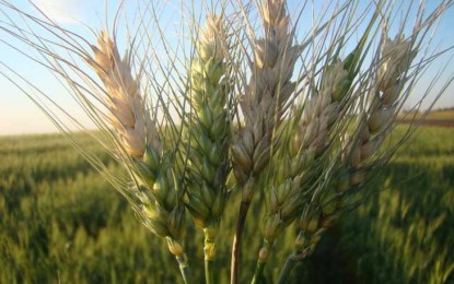 Rio Grande do Sul calcula 40% de quebra no trigo devido a doenças fúngicas