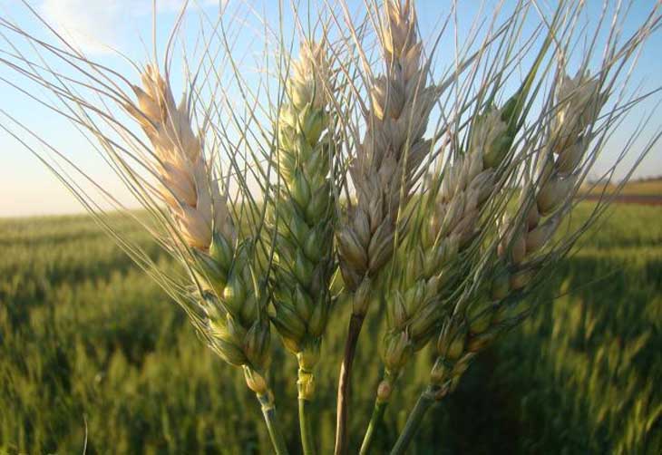 Após quebra, Santa Catarina e Rio Grande do Sul buscam compensação