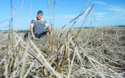 Redução no valor da soja pode resultar em lucro R$ 2 bilhões menor para os produtores gaúchos