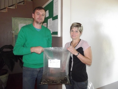 Agricultores retiraram 15000 alevinos na Secretaria de Agricultura de Crissiumal nesta quarta-feira