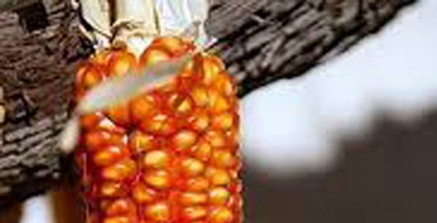 Novo estudo revela que milho alaranjado aumenta os níveis de vitamina A nas crianças