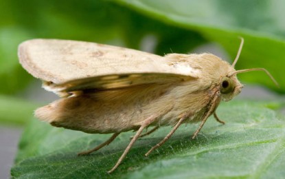 Helicoverpa armigera é detectada no Rio Grande do Sul
