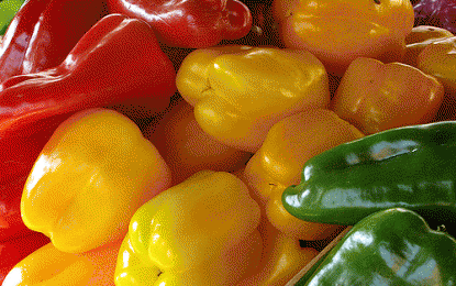 Países devem investir em inovação para a agricultura familiar, alerta FAO