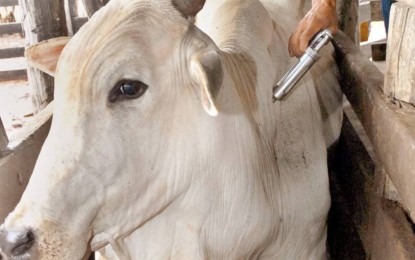 Vacinação contra febre aftosa vai atingir 5 milhões de bovinos e bubalinos