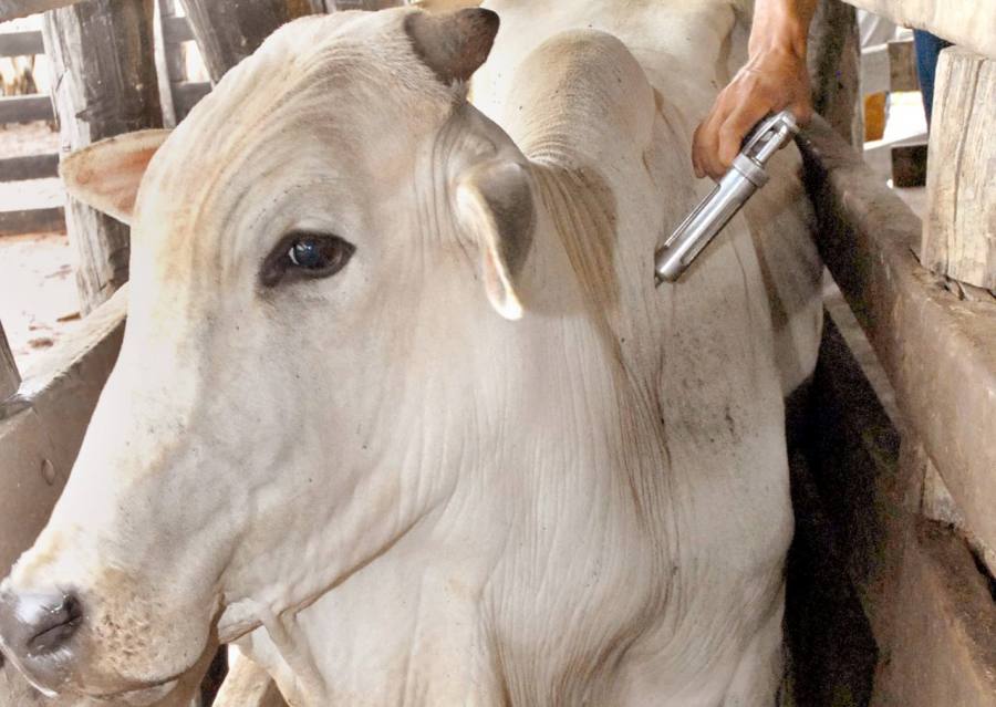 Termina dia 30 segunda etapa de vacinação de bovinos contra aftosa