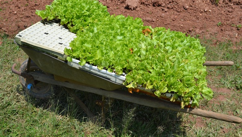 4 dicas sobre a alface: do plantio ao consumo