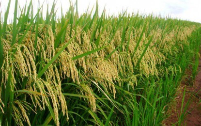 Expectativa é de clima favorável à cultura do arroz nos próximos meses no RS