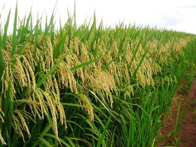 Produção de arroz no Rio Grande do Sul foi revisada para cima