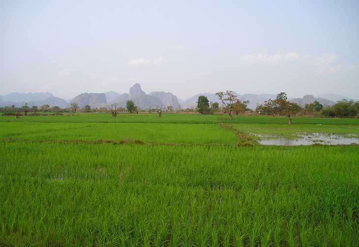 Chuva atrasa plantio do arroz no Rio Grande do Sul