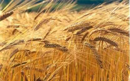 RS vai ter de importar cevada para produção de cerveja