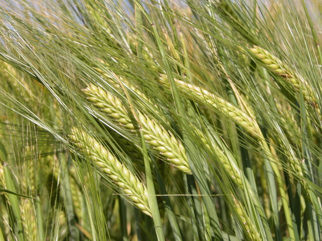 Clima prejudica a cevada e reduz a safra em quase 30% no RS