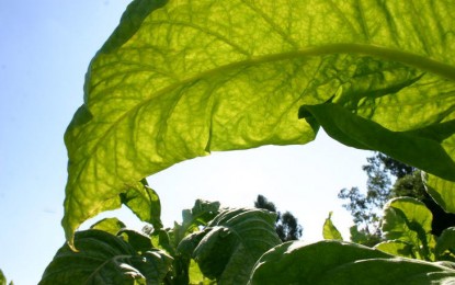 Granizo provoca perdas em lavouras de fumo no Sul do país