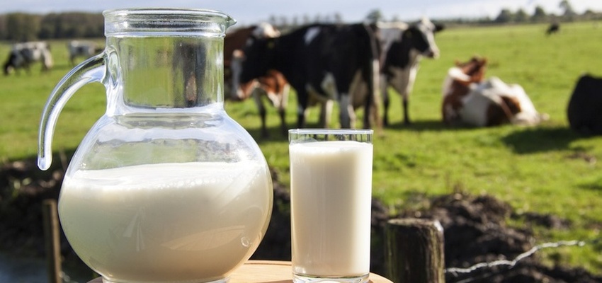 10 maneiras de melhorar a produção de vacas de leite