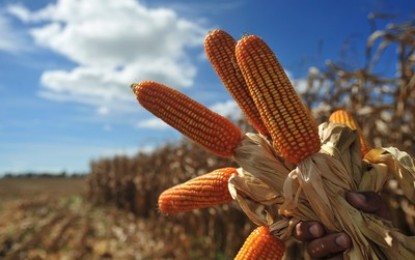 Conab vê forte redução do plantio de milho na Região Sul