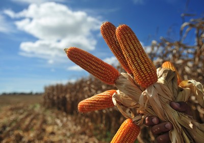 Conab vê forte redução do plantio de milho na Região Sul