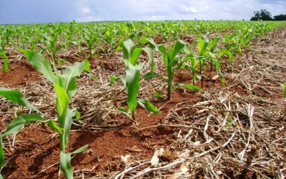 IBGE prevê safra 2014 em 193,5 milhões de toneladas