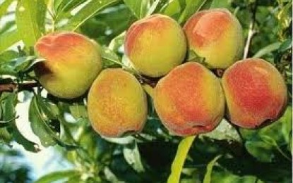 Clima prejudica a qualidade do pêssego cultivado no RS