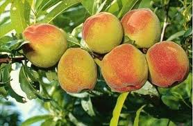 Clima prejudica a qualidade do pêssego cultivado no RS