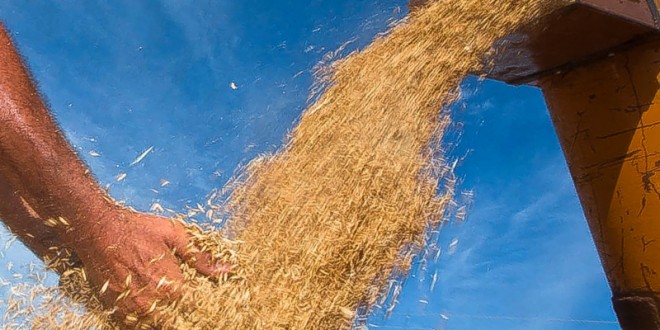 Safra gaúcha: intenção de plantio otimista sinaliza produção recorde