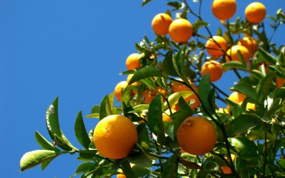 PIB do agronegócio cresce 1,90% nos primeiros sete meses de 2014