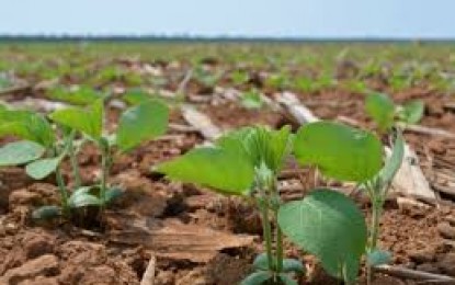 Falta de chuva exigirá replantio da soja e causa perda do milho em Ijuí