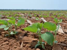 Falta de chuva exigirá replantio da soja e causa perda do milho em Ijuí