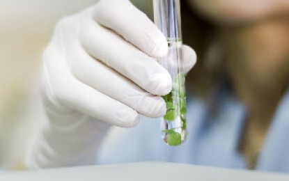 Transgênicos e OGMs: diferenças e promessas