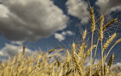 Com chuvas excessivas, perdas na qualidade do trigo podem ultrapassar 35% no RS