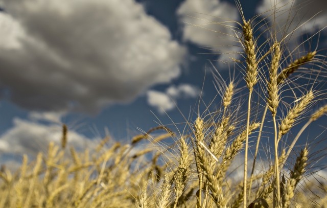 Com chuvas excessivas, perdas na qualidade do trigo podem ultrapassar 35% no RS