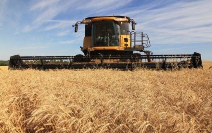 Doenças afetam qualidade do trigo gaúcho