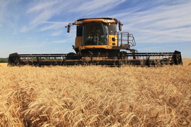 Safra de trigo em Ijuí fecha com média de 18 sacas por hectare