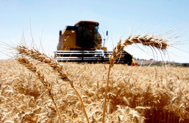 Colheita de trigo começa no Rio Grande do Sul com perdas causadas por chuvas