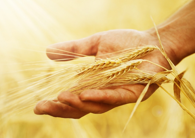 Governo incentiva venda e escoamento 17,8 mil t de trigo do PR e RS