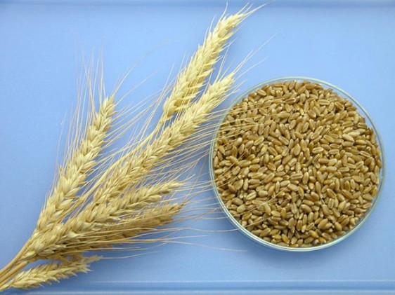 Trigo brasileiro tem novos nichos na produção