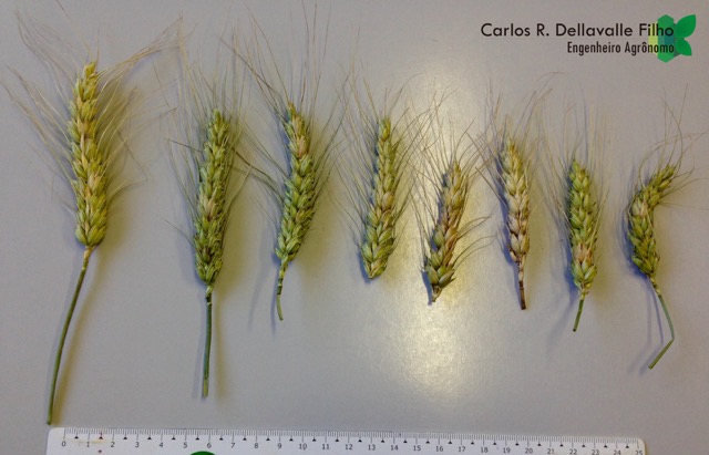 Doenças no trigo provocam prejuízos para produtores e consumidores no RS