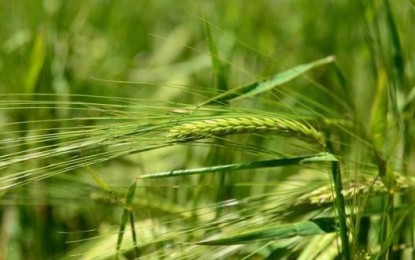 Mais cerveja no copo, mais cevada no campo